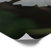 Weißkarnation Poster (Ecke)