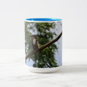 Weißkehl-Eisvogel Blaue Tasse - Vogel auf Baum (Mittel)