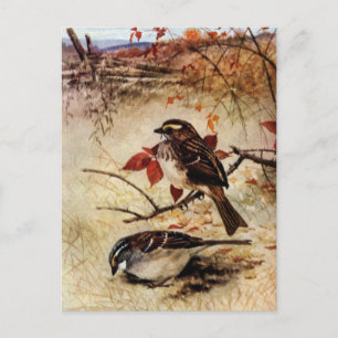 Weißkehl-Sperlinge und Herbstlaub Postkarte