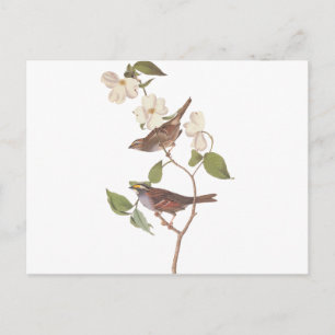 Weißkehlammer Audubon Reproduktion Postkarte