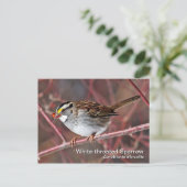 Weißkehlspeckenkarte Postkarte (Stehend Vorderseite)