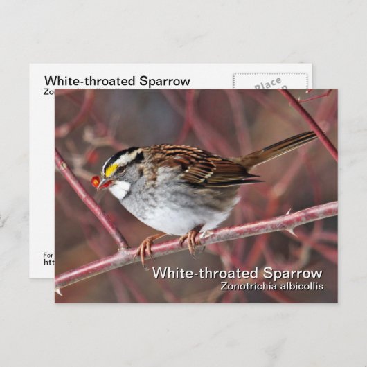 Weißkehlspeckenkarte Postkarte (Vorne/Hinten)