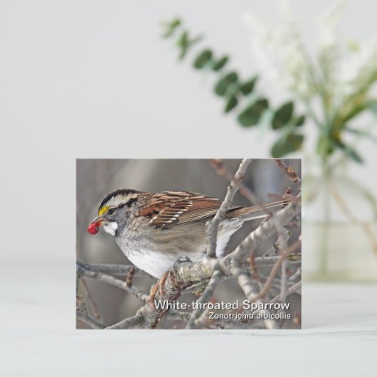 Weißkehlspeckkarte Postkarte (Stehend Vorderseite)