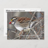 Weißkehlspeckkarte Postkarte (Vorne/Hinten)