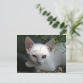 Weißkitt Postkarte (Stehend Vorderseite)