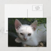 Weißkitt Postkarte (Vorne/Hinten)