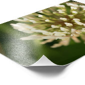 Weißklee Fotodruck (Ecke)