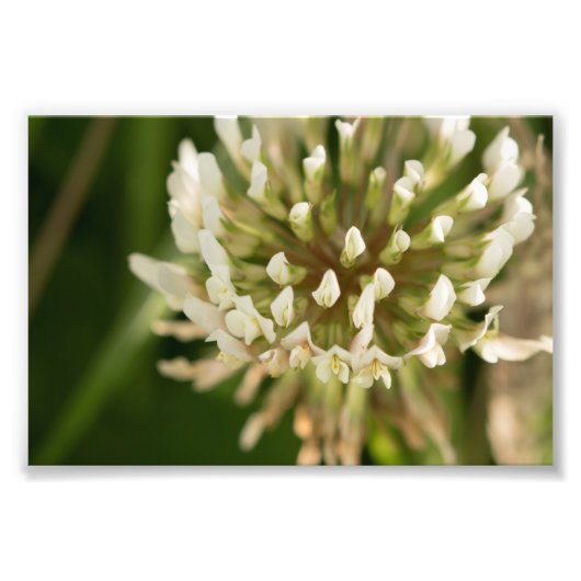 Weißklee Fotodruck (Vorne)