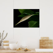 Weißknospe Poster (Küche)