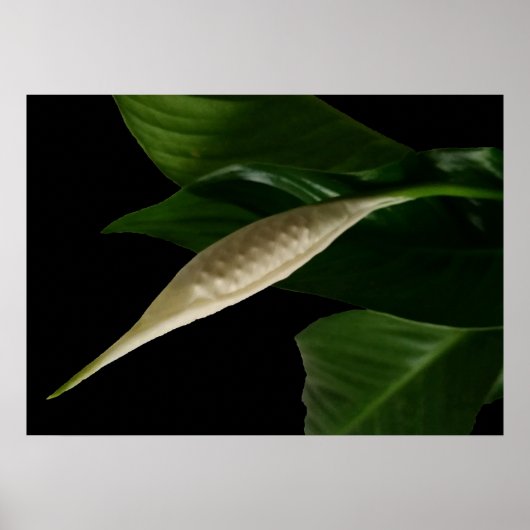 Weißknospe Poster (Vorne)