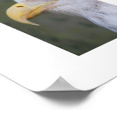 Weißkopfadler Poster (Ecke)