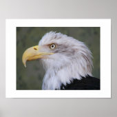 Weißkopfadler Poster (Vorne)