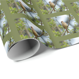 Weißkopfammer - Vogel-Fotografie als Kunst Geschenkpapier