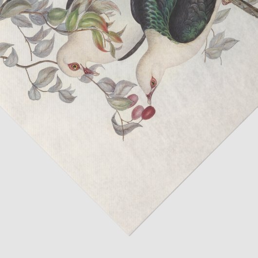 Weißkopffruchttaube, Decoupage Seidenpapier (Ausschnitt)