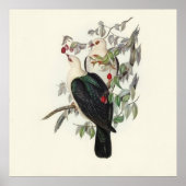 Weißkopffruchttaube, Vintag Poster (Vorne)