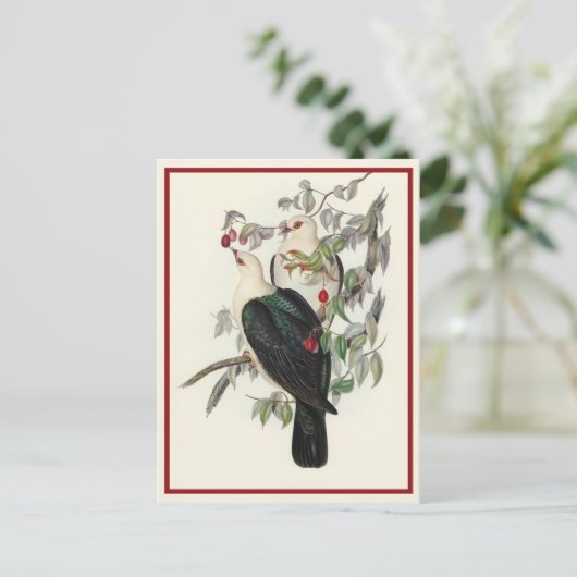Weißkopffruchttaube, Vintag Postkarte (Stehend Vorderseite)