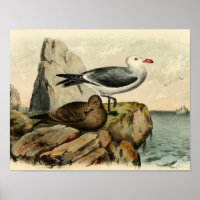Weißkopfmöwe