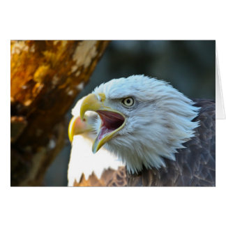 Weißkopfseeadler