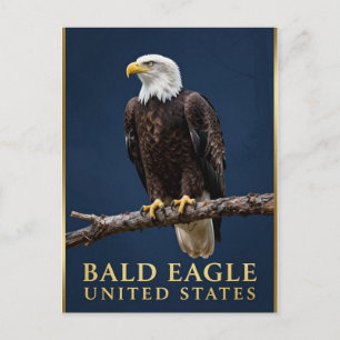 🦅 Weißkopfseeadler Amerikanische Wildnis Postkarte