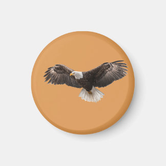 Weißkopfseeadler-Anstecknadel, häufig verkauft al Magnet