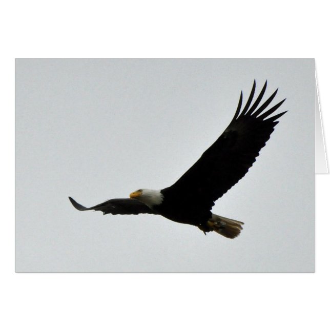 Weißkopfseeadler-Ansteigen (Vorderseite (Horizontal))