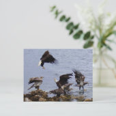 Weißkopfseeadler auf dem Strand, Unalaska Insel Postkarte (Stehend Vorderseite)