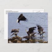 Weißkopfseeadler auf dem Strand, Unalaska Insel Postkarte (Vorne/Hinten)