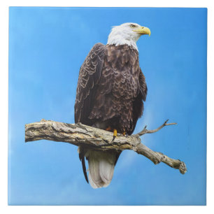 Weißkopfseeadler auf einem Ast sitzend Fliese