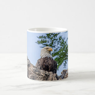 Weißkopfseeadler auf einem Baumast Kaffeetasse