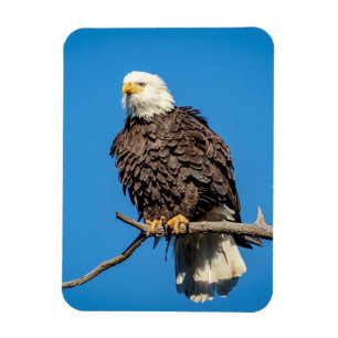 Weißkopfseeadler auf einem Baumast Magnet