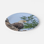 Weißkopfseeadler auf einem Baumast Pappteller (Schrägansicht)