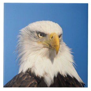 Weißkopfseeadler Blick Fliese