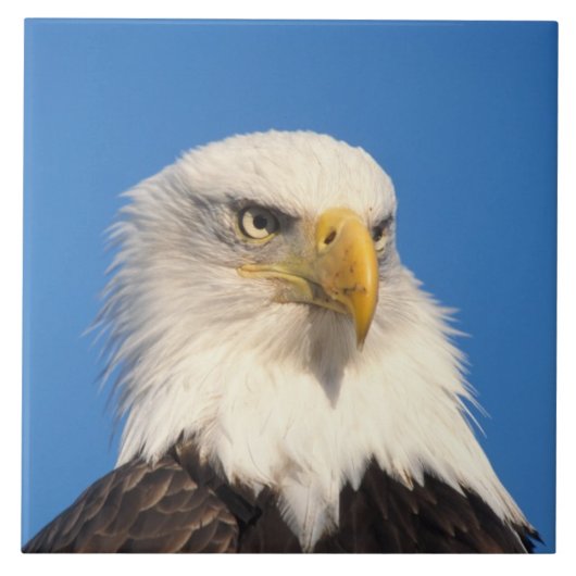 Weißkopfseeadler Blick Fliese (Vorderseite)