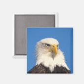 Weißkopfseeadler Blick Magnet (Vorderseite/Rückseite)