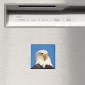 Weißkopfseeadler Blick Magnet (In Situ (Geschirrspüler))