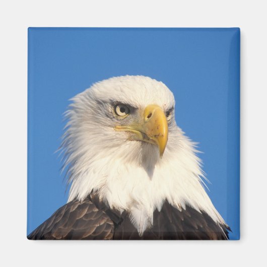 Weißkopfseeadler Blick Magnet (Vorne)