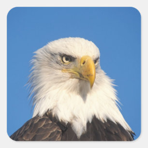 Weißkopfseeadler Blick Quadratischer Aufkleber