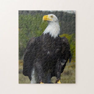 Weißkopfseeadler Colorado. Puzzle
