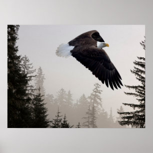 Weißkopfseeadler durch Nebel fliegend Poster