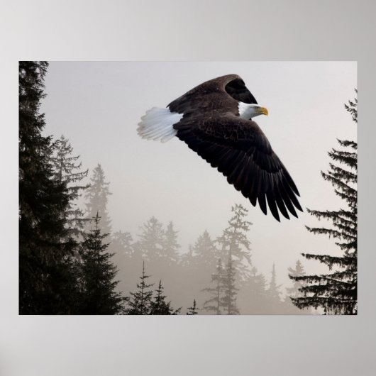 Weißkopfseeadler durch Nebel fliegend Poster (Vorne)