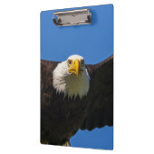 Weißkopfseeadler fliegt ganz nah vorbei klemmbrett (Links)