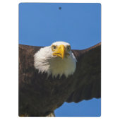 Weißkopfseeadler fliegt ganz nah vorbei klemmbrett (Rückseite)