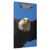 Weißkopfseeadler fliegt ganz nah vorbei klemmbrett (Rechts)