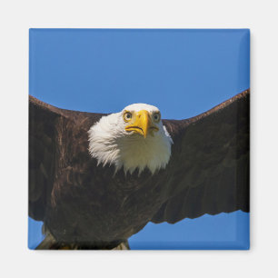 Weißkopfseeadler fliegt ganz nah vorbei magnet