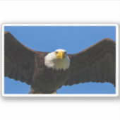 Weißkopfseeadler Flug nah Aufkleber (Vorderseite)