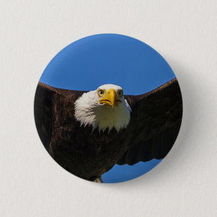 Weißkopfseeadler Flug nah Button