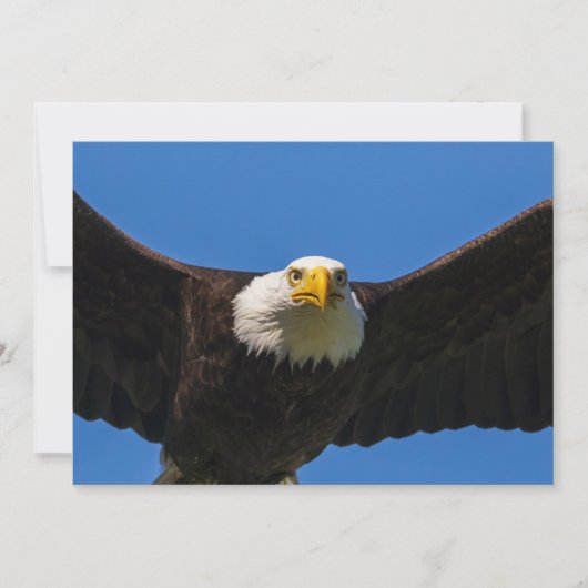 Weißkopfseeadler Flug nah Dankeskarte (Vorderseite)