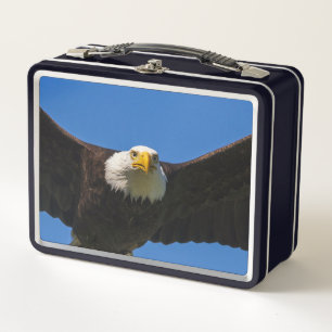 Weißkopfseeadler Flug nah Metall Brotdose