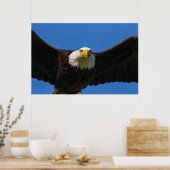 Weißkopfseeadler Flug nah Poster (Küche)