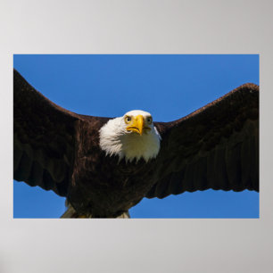 Weißkopfseeadler Flug nah Poster